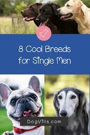 Top 8 Best Dogs For Bachelors Dogvills Dog Breeds Dog Breed Info Dog Adoption Quotes