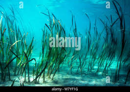 Image result for Enhalus acoroides