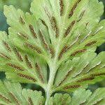 Image result for Asplenium pumilum