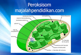 Check spelling or type a new query. Sel Hewan Struktur Gambar Pengertian Dan Fungsinya