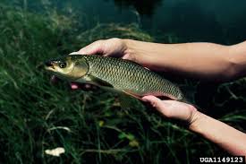Ctenopharyngodon laticeps steindachner, 1866, leuciscus idella valenciennes in cuvier. Ctenopharyngodon Idella Grass Carp Leuciscus Tschiliensis Ctenopharyngodon Laticeps Seriously Fish