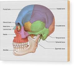 Image result for Frontal Bone