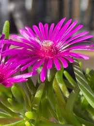 Image result for Delosperma spp.