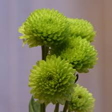 Comments off on pompoms flower button pom chrysanthemum flowers. Varieties Of Mums Learn About Different Types Of Chrysanthemums