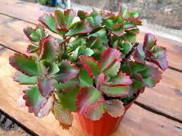 Kalanchoe Sexangularis Six Angled Kalanchoe Is A Succulent Subshrub Up To 3 Feet 90 Cm Tall With Squa Flowering Succulents Cacti And Succulents Succulents