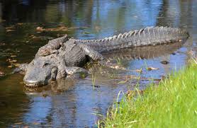 Crocodiles are cut open alive so their skin can be used for $40,000 birkin handbags and luxury $2,000 watch straps, a horrifying undercover investigation has revealed. Nacftvz7knrkom