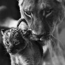 Black And White Lion And Lioness Picture Pin By م On الطف الحيوانات Animals Black And White Black And White Lion Animals Beautiful