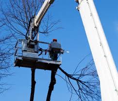 333 south main, ste 202, ann arbor, mi 48104 directions. Ann Arbor S Best Tree Removal Service Ann Arbor Tree Trimming