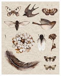 Nature Collection Art Print Sepia Cicada Botanical Bird Insects Feathers Collective Nature Collection Botanical Art Art
