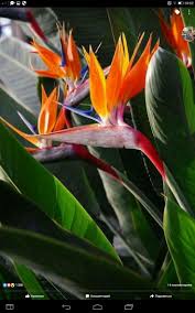 Orange Bird Of Paradise In Pot Pin On Tropical Exotic Flowers