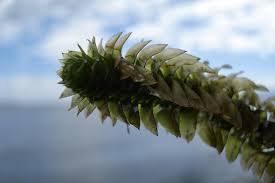 Image result for Elodea