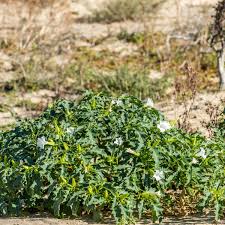 Image result for durman obecný plod