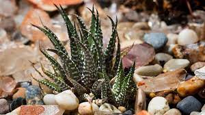 Choisissez vos plantes avec soin : Plante Grasse Plantation Entretien Cote Maison