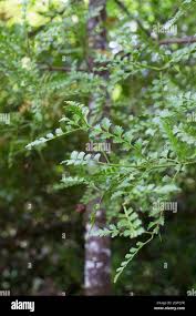 Image result for Phyllocladus trichomanoides