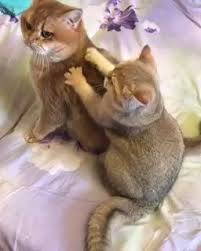 Click On Visit Watch More Videos Animals Cute Cats Cat Massage Funny Animals