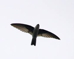 Habitat destruction, roost disturbance, and reckless eradication efforts continue to place many bats in extreme peril. 17 Amaze Wing Facts About The Edible Nest Swiftlet For Kids