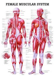 Brain, lungs, heart, diaphragm, liver, kidneys, spleen, gallbladder, pancreas, stomach, large and small. The Female Muscular System Laminated Anatomy Chart