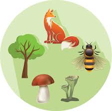 Image result for Courtoisina cyperoides