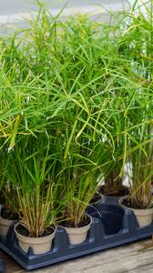 Image result for Cyperus ruwenzoriensis
