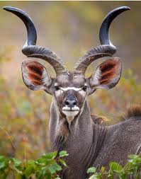 Beautiful Kudu Animaux Exotiques Animaux Animaux Sauvages Coloriage.info vous présente le dessin kawaii animaux de la savane pdf en ligne gratuitement d'une résolution de 2116x2082. beautiful kudu animaux exotiques