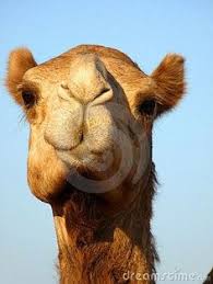 Nhmlacnatural history museums of la county. Camels
