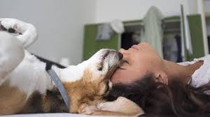 Pronti, qua la zampa e clic! Crema News Giornata Del Cane