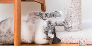 Etrafi Tirmalayan Kedilere Ozel En Iyi 5 Kedi Tirmalama Tahtasi Kedi Blog