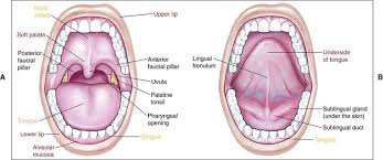 It consists of one or more layers of epithelial cells overlying a layer of loose connective tissue. 12 Oral Mucosa Pocket Dentistry