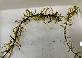 Image result for Hydrilla verticillata