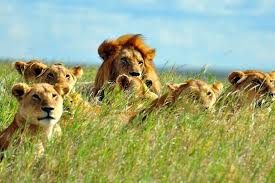 Best time to safari in kenya the peak tourist season in kenya is january and february when the weather is consistently warm and dry, with wildlife easy to spot in large concentrations. 7 Tagige Atemberaubende Kenia Big 5 Private Safari 2021 Nairobi Tiefpreisgarantie
