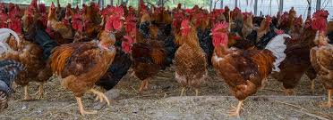 Crescătorii de vaci, oi şi porci spun că marile lanţuri de magazine au scumpit carnea nejustificat. Pui De Tara Curcan De Tara Pui Bio Curcan Bio