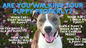 Wait until he is a year. Complete Puppy Walking Guide When How Often Age Breeds Tips