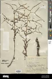 Image result for Cynoglossum lanceolatum