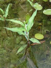 Image result for Persicaria madagascariensis