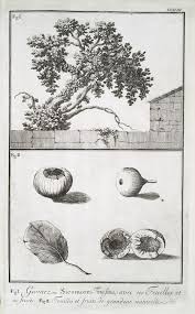 Fig 1 Giomez Ou Sicomore Ficus Fatua Avec Ses Feuilles Et Ses Fruits Fig 2 Feuilles Et Fruits De Grandeur Naturelle Floral Prints Art Fig Tree Fig