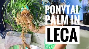 During the winter season, cut back watering to monthly. Leca Semihydroponics Ponytail Palm Update In Leca Hello Roots And Repotting My Palm Youtube