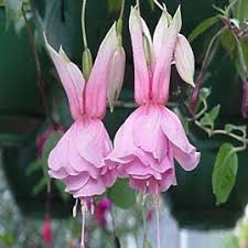Fuchsia Flower Photos Fuchsia Flower Flower Photos Fuchsia Flowers