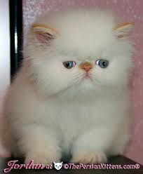 The range of available kittens: Pictures Of Persian Kitten Jordan At The Persian Kittens Com