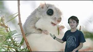 We did not find results for: Ivan S Research On The Japanese Dwarf Flying Squirrel Youtube