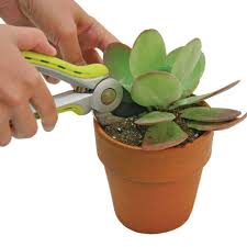Transplant shock is caused by harm to the plant roots, during the transplanting process. Two Ways To Propagate Succulents Finegardening