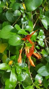 Image result for Ruttya fruticosa