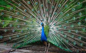 Great looks, great vibes and a whole lot of family styles and trends. 21 Peacocks Dead In Gurgaon Deputy Commissioner Orders Probe Into Death