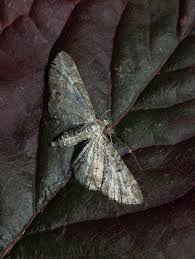 Image result for Eupithecia subumbrata