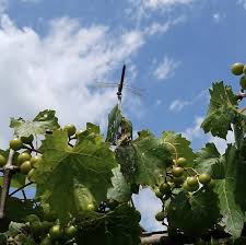 Wine grapes grow, famously, in california, chile, and the mediterranean countries…all dry places with thin, rocky soil and little rainfall. 4 U Pick Vineyards To Find Muscadine Grapes And Wine Around Birmingham Bham Now