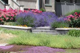 We did not find results for: How To Use Culinary Herbs As Ground Cover Gardener S Path