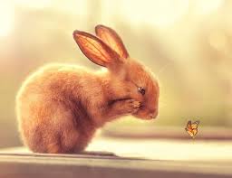 Pin By Mardon On Animal Kingdom Animals Cute Animals Animal Photography