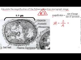 We did not find results for: Calculating Magnification Ib Biology Youtube