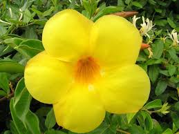 Pin On Flores