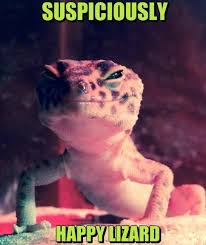 Funny Meme Pictures Lizard Memes Funny Lizards Cute Reptiles Cute Lizard