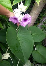 Image result for Argyreia